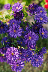 Purple Chinese Aster Troubadour Blooming