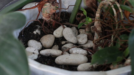 ornamental plant roots and stones on top of the pot