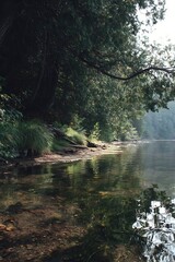 Obraz premium Tranquil forest edge meets a clear, shallow lake.