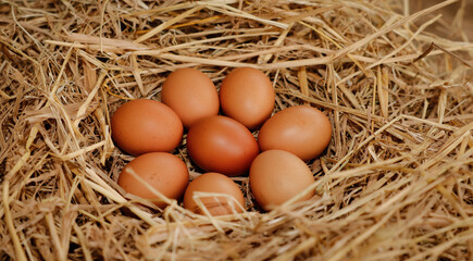 Nest of fresh brown eggs in straw collected from a farm during early morning hours