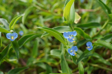 Close-up of an Asiatic dayflower, ツユクサ（露草)