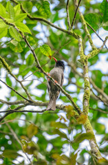Fototapeta premium Square-tailed bulbul bird perched on a tree branch in the Sinharaja rain forest low angle shot.
