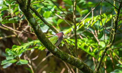 Asian Emerald Dove perched on a moss-covered tree branch in the Sinharaja rain forest.