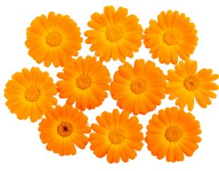 Cluster of orange marigold blossoms isolated on transparent background PNG