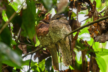 Two frogmouths perch closely together on a branch. They stay still among the leaves in the forest