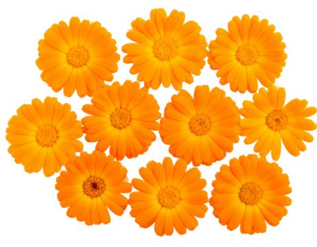 Cluster of orange marigold blossoms isolated on transparent background PNG
