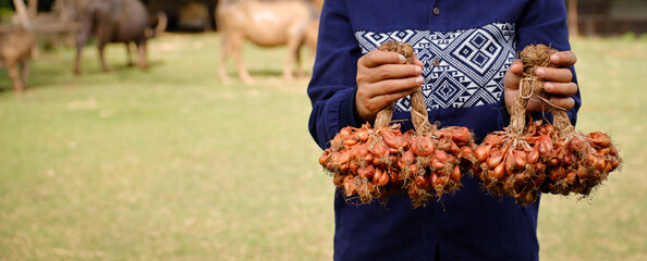 Person holds two bundles of red onions in a rural field during daylight, surrounded by livestock...