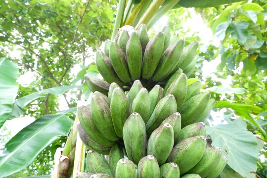 The distinctive 'frosted' blue-green fruits of the Musa (ABB Group) 'Silver Bluggoe', showcasing the thick, silvery epicuticular wax layer.