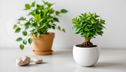 Fototapeta premium Serene Indoor Hydroponic Gardening with Minimalist Design