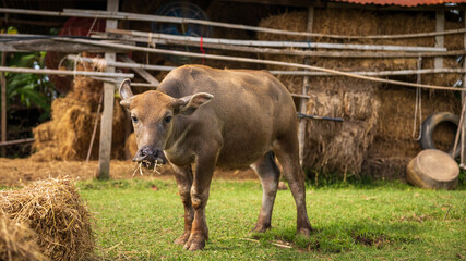 Calf stands in grassy area near barn while eating hay during a sunny day on a rural farm in...