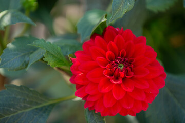 red chrysanthemum in the garden