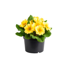 A vibrant yellow primula flower in a black pot, isolated against a white background, blooms with delicate petals and green leaves
