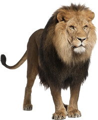 Lion transparent background