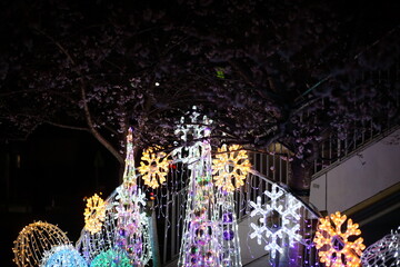 クリスマスのイルミネーションと四季桜