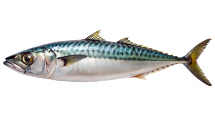Naklejka premium Atlantic Mackerel Fish Isolated Fresh Seafood Still Life on transparent background