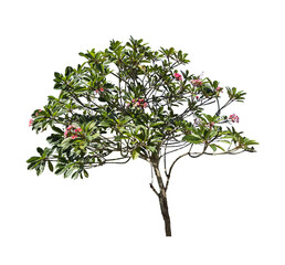 lush frangipani tree isolated