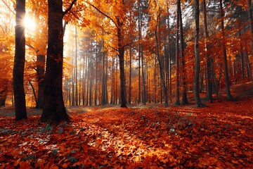 Fototapeta premium Autumnal forest bathed in sunlight.