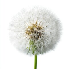 Close-up of a fluffy dandelion seed head against a white background
