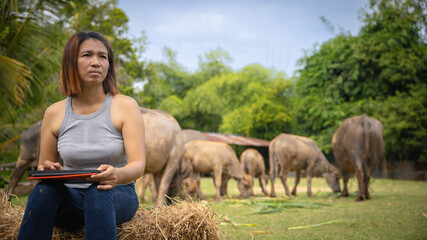 Woman using a tablet while sitting on hay bales near grazing cattle in a lush pasture during...