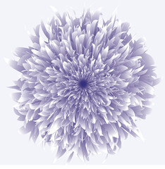 Peony, flower, botanical illustration, blossom, gradient, nature, abstract,
