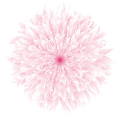 Peony, flower, botanical illustration, blossom, gradient, nature, abstract,
