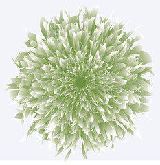 Peony, flower, botanical illustration, blossom, gradient, nature, abstract,
