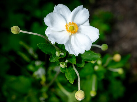 Anemone hupehensis