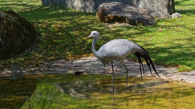 The Blue Crane, Grus paradisea, is an endangered bird specie endemic to Southern Africa. It is the national bird of South Africa