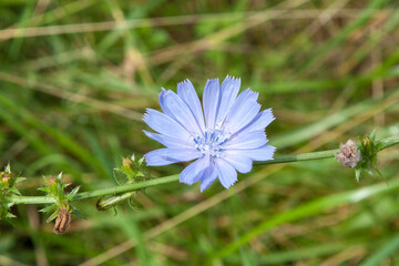Common chicory flower and stem in a wild meadow. Natural organic healthy coffee substitute concept....