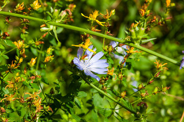 Common chicory flower and stem in a wild meadow. Natural organic healthy coffee substitute concept....
