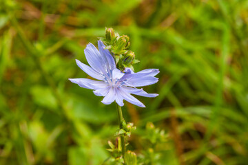 Common chicory flower and stem in a wild meadow. Natural organic healthy coffee substitute concept....