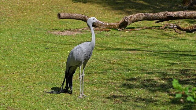 The Blue Crane, Grus paradisea, is an endangered bird specie endemic to Southern Africa. It is the national bird of South Africa
