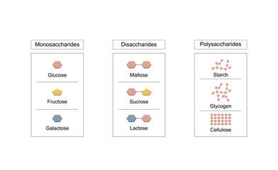 Carbohydrates. Monosaccharides, glucose, galactose and fructose molecules. Disaccharides, maltose, lactose and sucrose. Starch, glycogen and cellulose. Vector Illustration.