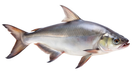 Fototapeta premium Iridescent Silver Striped Catfish Pangasius hypophthalmus Isolated on Transparent Background isolated This