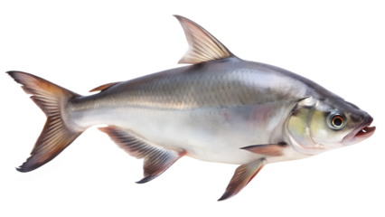 Iridescent Silver Striped Catfish Pangasius hypophthalmus Isolated on Transparent Background isolated This