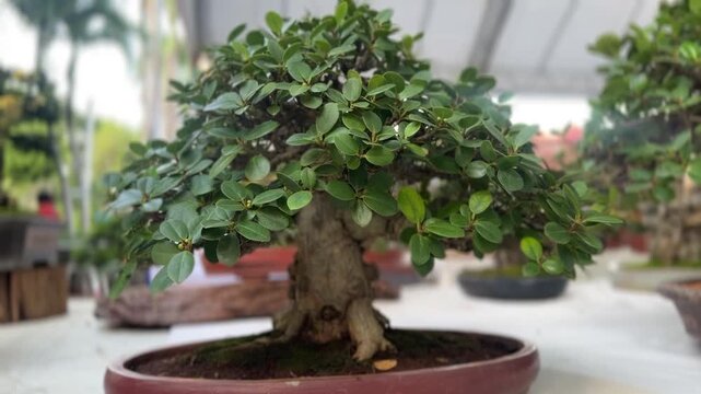 Close-up of a bonsai Ficus Green Island tree with round green leaves in shallow pot on display

