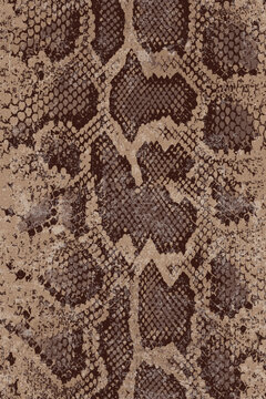 snake skin pattern