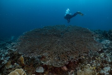Scuba diver explores a large, vibrant coral reef underwater.