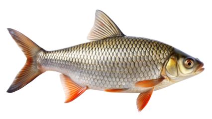 Closeup of a freshwater fish on transparent background