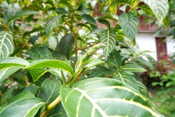 Close-up of Cacak gading flower in the garden. © Ellevena