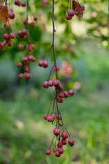 apples on the branches of the apple trees. fruits of malus sieboldii, closeup, sunny summer day. outdoor
