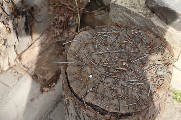 Nails scattered on a wooden stump in a sunny outdoor setting, showcasing tools of craftsmanship
