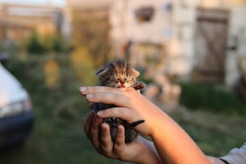 woman holding cat
