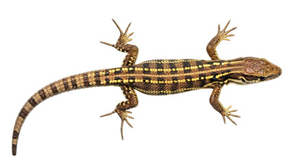Naklejka premium Isolated Lizard on White Background