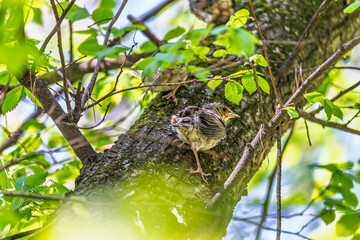 A fieldfare chick, Turdus pilaris, has left the nest and is sitting on a branch. A chick of fieldfare sitting and waiting for a parent on a branch.