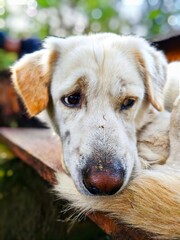 White Brown Dog Close-Up