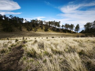 Beautiful Savanna in Mount Lawu, Savannah Mount Lawu