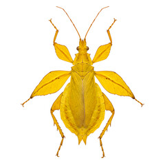 Vibrant yellow leaf insect showcases intricate camouflage and unique natural design