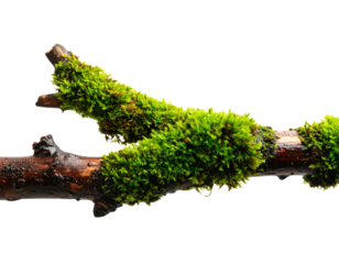 Moss-Covered Branch – Isolated on Transparent Background, Realistic Texture High Detail Illustration