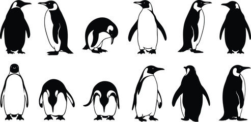 Penguin illustrations, black and white, various poses, stylized birds, standing penguins, bending penguins, wildlife vector, animal design, cute posture, educational art